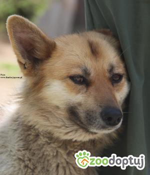 Do adopcji Nowy Dwór Mazowiecki