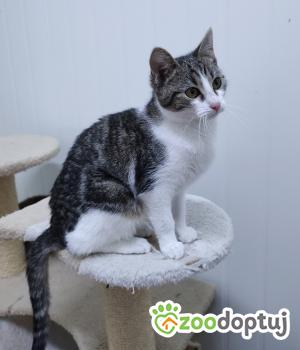 Do adopcji Mielec