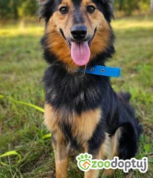 Do adopcji Głogów