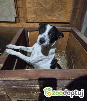 Do adopcji Zgierz