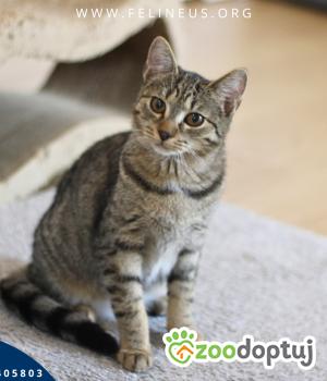 Do adopcji Rzeszów
