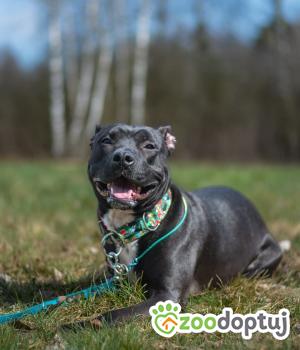 Do adopcji Bełchatów