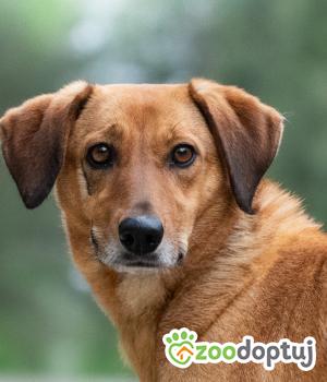 Do adopcji Warszawa