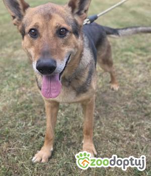 Do adopcji Zgierz