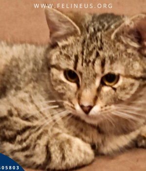 Do adopcji Rzeszów