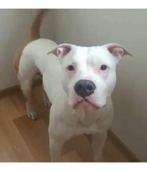 Do adopcji Wrocław