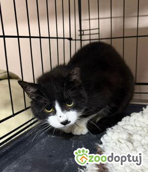Do adopcji Głowno