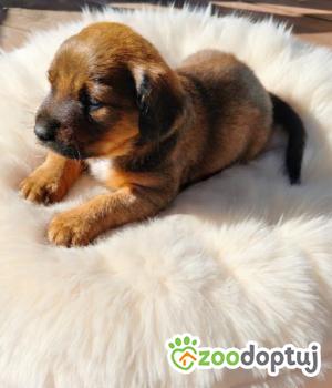 Do adopcji Nowy Tomyśl