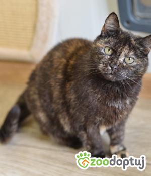 Do adopcji Mielec