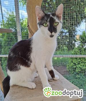 Do adopcji Cieszyn