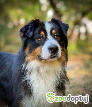 Do adopcji Warszawa