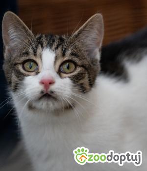 Do adopcji Zgierz