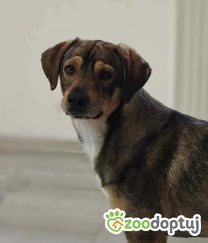 Do adopcji Zgierz