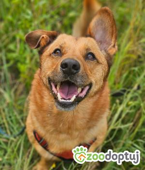 Do adopcji Stalowa Wola
