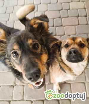 Do adopcji Częstochowa