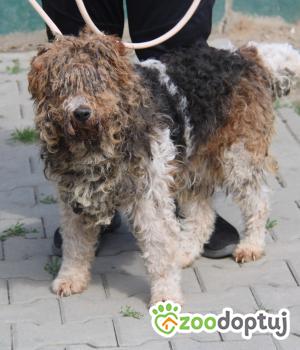 Do adopcji Nowy Dwór Mazowiecki