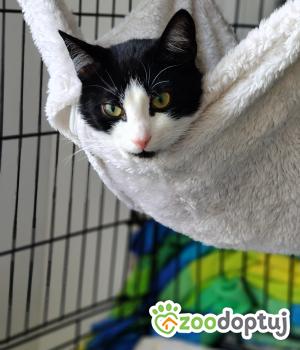 Do adopcji Poznań
