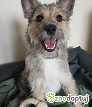 Do adopcji Kraków