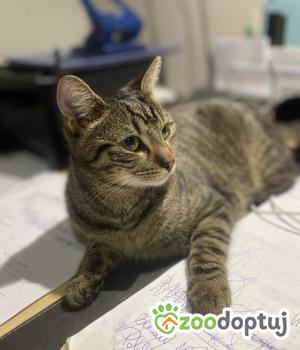 Do adopcji Rybnik
