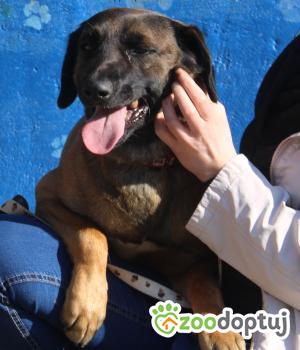 Do adopcji Nowy Dwór Mazowiecki