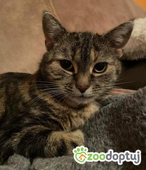 Do adopcji Głowno