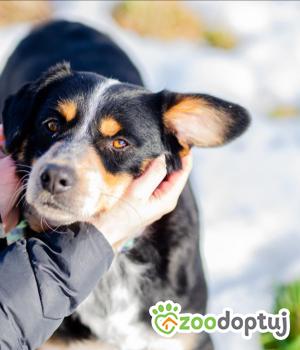 Do adopcji Warszawa