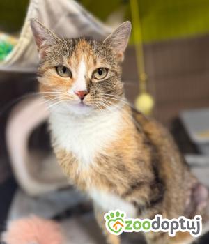 Do adopcji Głowno