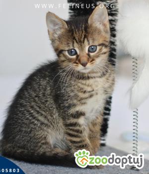 Do adopcji Rzeszów