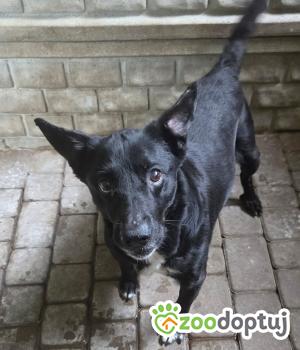 Do adopcji Zgierz