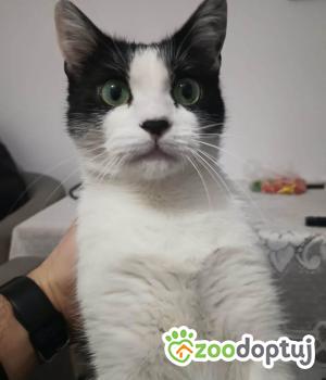Do adopcji Warszawa