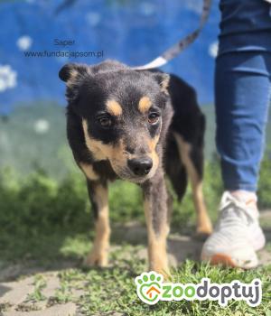 Do adopcji Nowy Dwór Mazowiecki