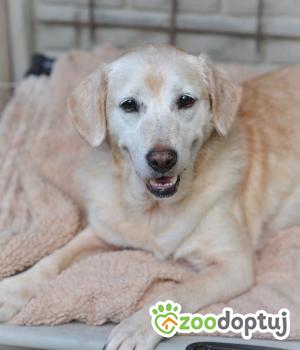 Do adopcji Mielec