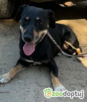 Do adopcji Zgierz
