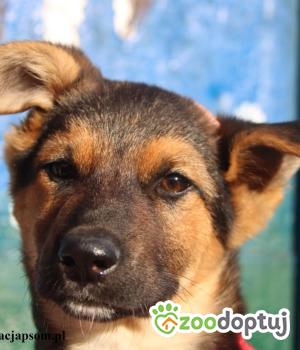 Do adopcji Nowy Dwór Mazowiecki