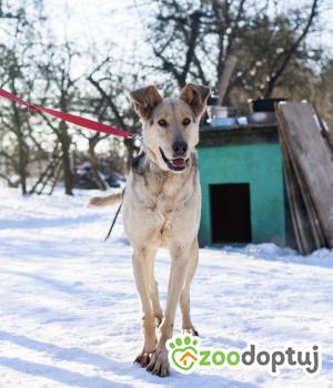 Do adopcji Rawa Mazowiecka