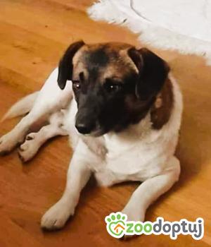 Do adopcji Pajęczno