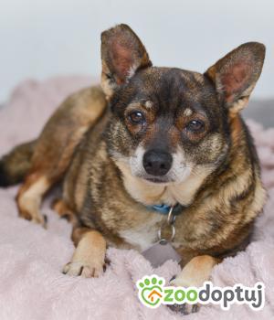 Do adopcji Mielec