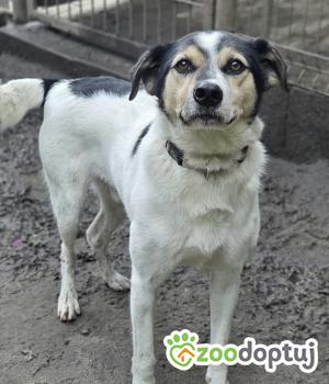 Do adopcji Zgierz