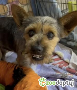 Do adopcji Rawa Mazowiecka