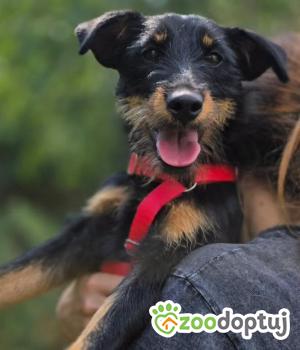 Do adopcji Warszawa