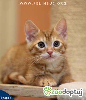 Do adopcji Rzeszów