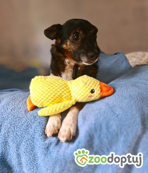 Do adopcji Legnica
