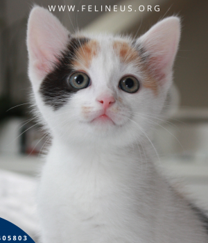 Do adopcji Rzeszów