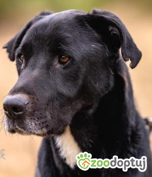Do adopcji Mielec