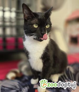 Do adopcji Stalowa Wola