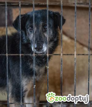 Do adopcji Mielec