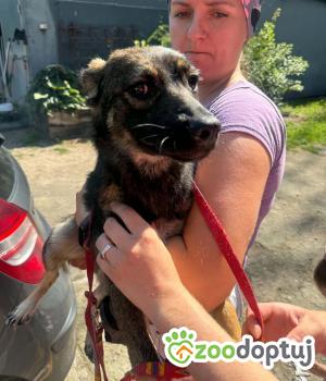 Do adopcji Zgierz