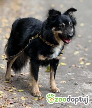 Do adopcji Zgierz