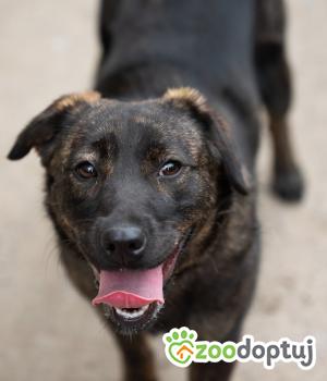 Do adopcji Warszawa