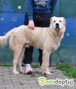 Do adopcji Nowy Dwór Mazowiecki